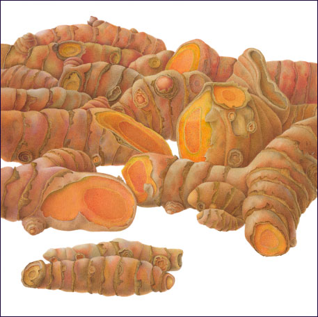 Susannah Blaxill - Tumeric